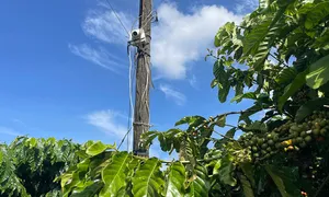 Lắp camera, dựng lều canh trộm cà phê