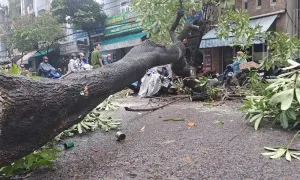 Cây đổ trong mưa, đè người đi xe máy