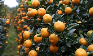 Làng quất cảnh lớn nhất miền Trung vào vụ Tết