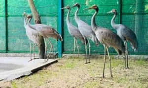 6 sếu đầu đỏ từ Thái Lan đã về tới Tràm Chim