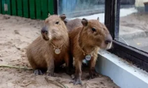 Capybara có chứa virus dại không? Capybara có chứa virus dại không?
