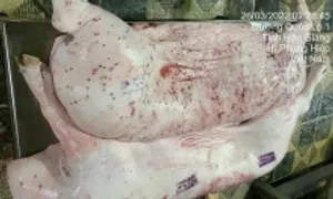 Nhân viên thú y đóng dấu kiểm dịch 'một bên thân heo C.P mới phát hiện nốt viêm' Nhân viên thú y đóng dấu kiểm dịch 'một bên thân heo C.P mới phát hiện nốt viêm'