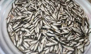 Cá linh đầu mùa 200.000 đồng một kg Cá linh đầu mùa 200.000 đồng một kg