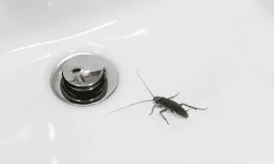 Tại sao nên bịt cống thoát nước khi vắng nhà? Tại sao nên bịt cống thoát nước khi vắng nhà?