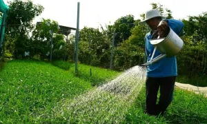 Những nông dân trồng rau quả không dùng phân thuốc hóa học Những nông dân trồng rau quả không dùng phân thuốc hóa học