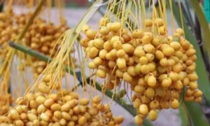 Chà là tươi Thái Lan về Việt Nam rẻ 'chưa từng có' Chà là tươi Thái Lan về Việt Nam rẻ 'chưa từng có'